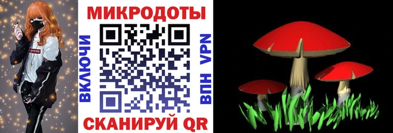 как найти закладки Светлогорск Галлюциногенные грибы мухоморы