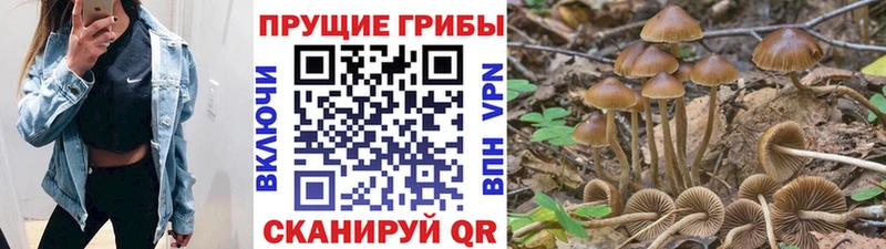 Псилоцибиновые грибы Psilocybine cubensis Светлогорск